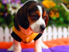 厦门大丹犬