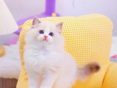 小新猫舍