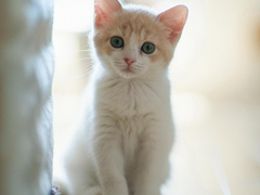 千禧猫舍