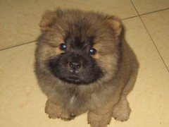 安安犬舍