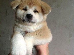 珠海卷毛比雄犬