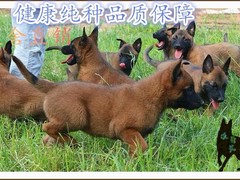 凌宇犬业