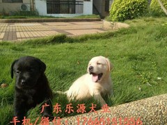 广东退伍兵犬舍