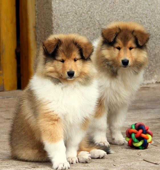 英国斗牛犬幼犬