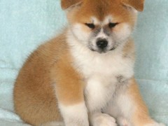 绵阳比格猎犬