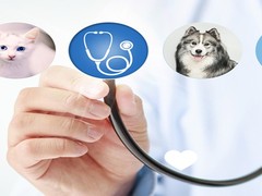 兰州宠物猫医院