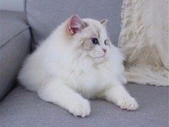 杭州蓝白多少钱