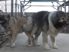 漳州犬舍基地