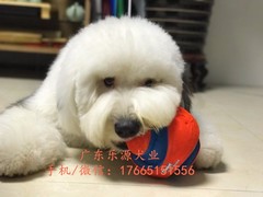 广东退伍兵犬舍