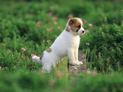 邯郸牧羊犬出售