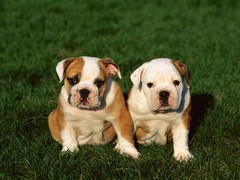 天津西藏猎犬