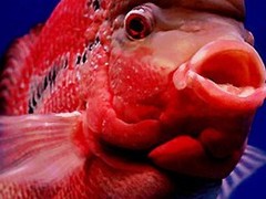 南京碧海水族