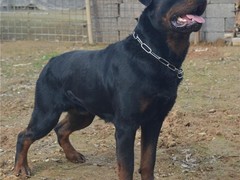 珠海库瓦兹犬
