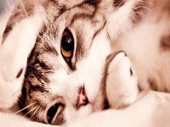千禧猫舍