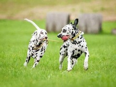 东莞田野小猎犬