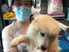 上海杨浦区上海杨浦区宠物救助领养收养收容站