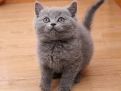 嘉美猫舍