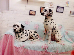 宏大犬业