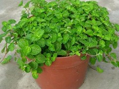 湛峰茗茶