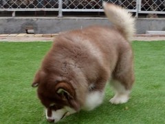 成都喜喜犬舍