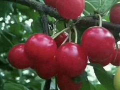 园林设计专业经营绿化工程
