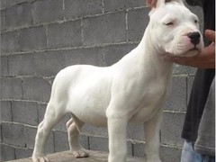 亨达犬业