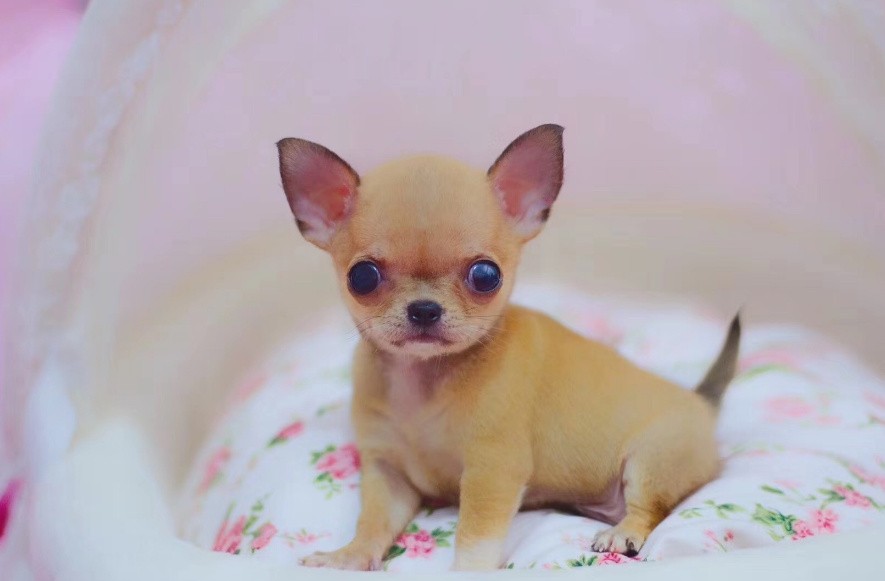 犬舍繁殖基地