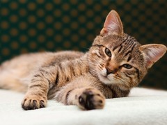 宁波拉邦猫出售