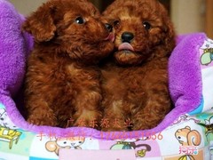 广东退伍兵犬舍