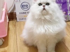 杭州蓝白多少钱