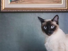 钟灵猫舍