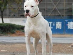 三亚法国狼犬