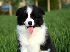 广东铃铛犬舍繁殖基地