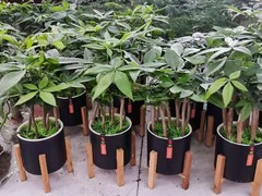 海南尚谷植颜园林景观有限公司