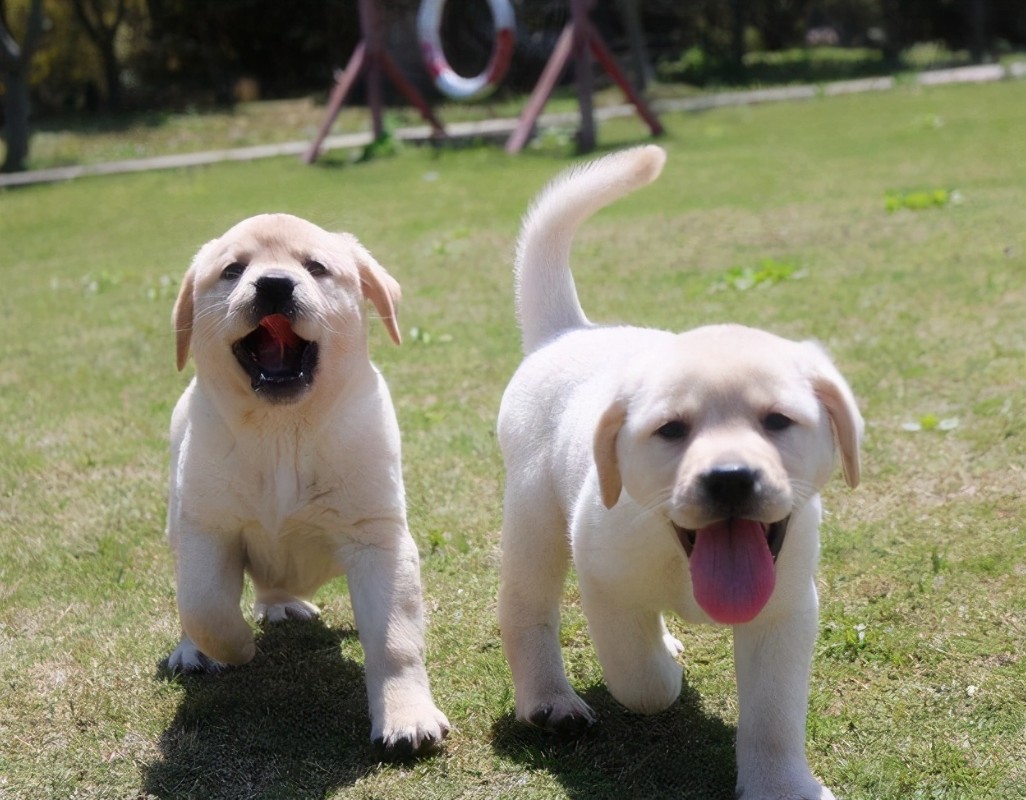 犬舍繁殖基地