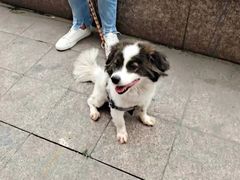 上海市流浪猫流浪狗救助领养站