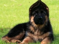 犬舍繁殖基地