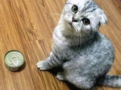 长沙东方猫领养