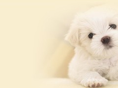 信达猎犬专业养殖基地