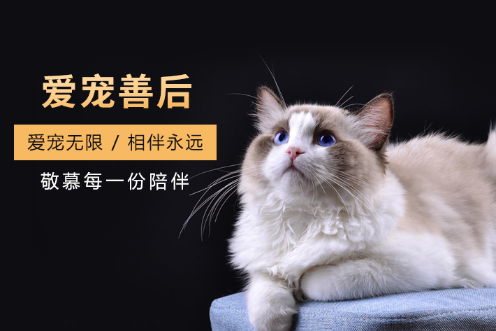 北京寵物火化
