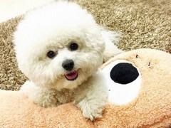 信达犬业
