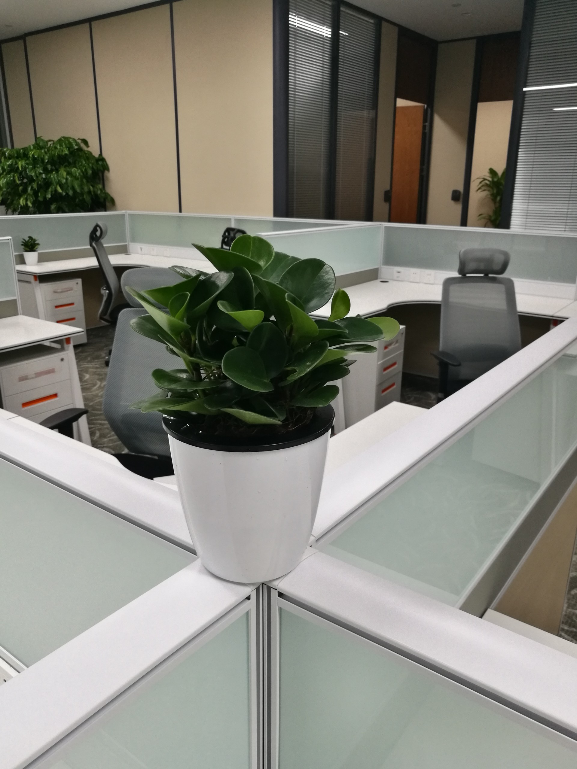 北京海淀区办公室绿植租摆