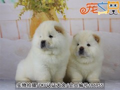 宠之恋犬舍（中山正规犬舍）