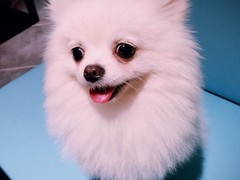 乌鲁木齐巴仙吉犬
