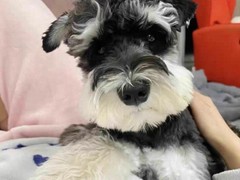 犬舍繁殖基地