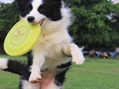 马鞍山训犬基地