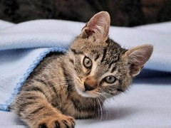 宁波拉邦猫出售