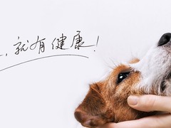 西安宠物猫医院