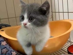 宁波拉邦猫出售