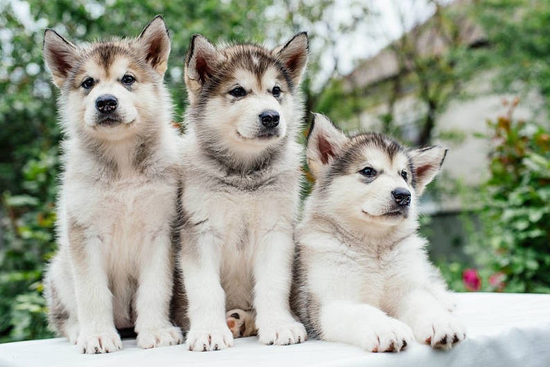 犬舍繁殖基地